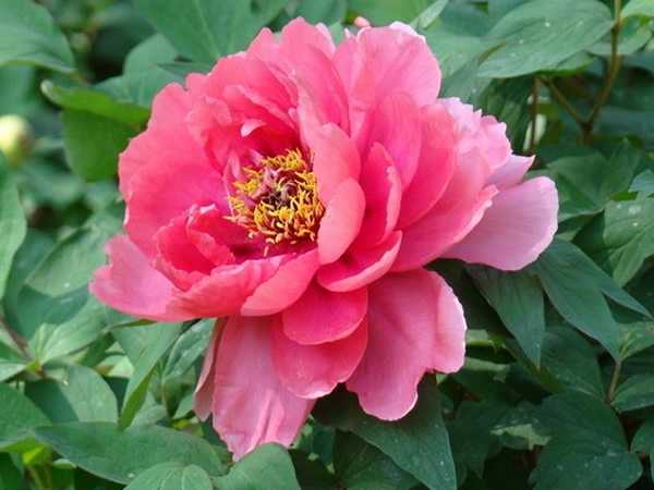 2019年3月17號出生的豬寶寶命好不好，是什麼性格