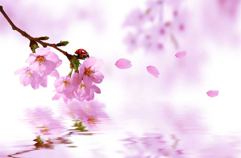 2019年3月26號出生的豬寶寶命好不好，是什麼性格