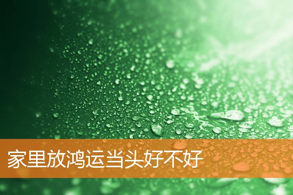 家裡放鴻運當頭好不好
