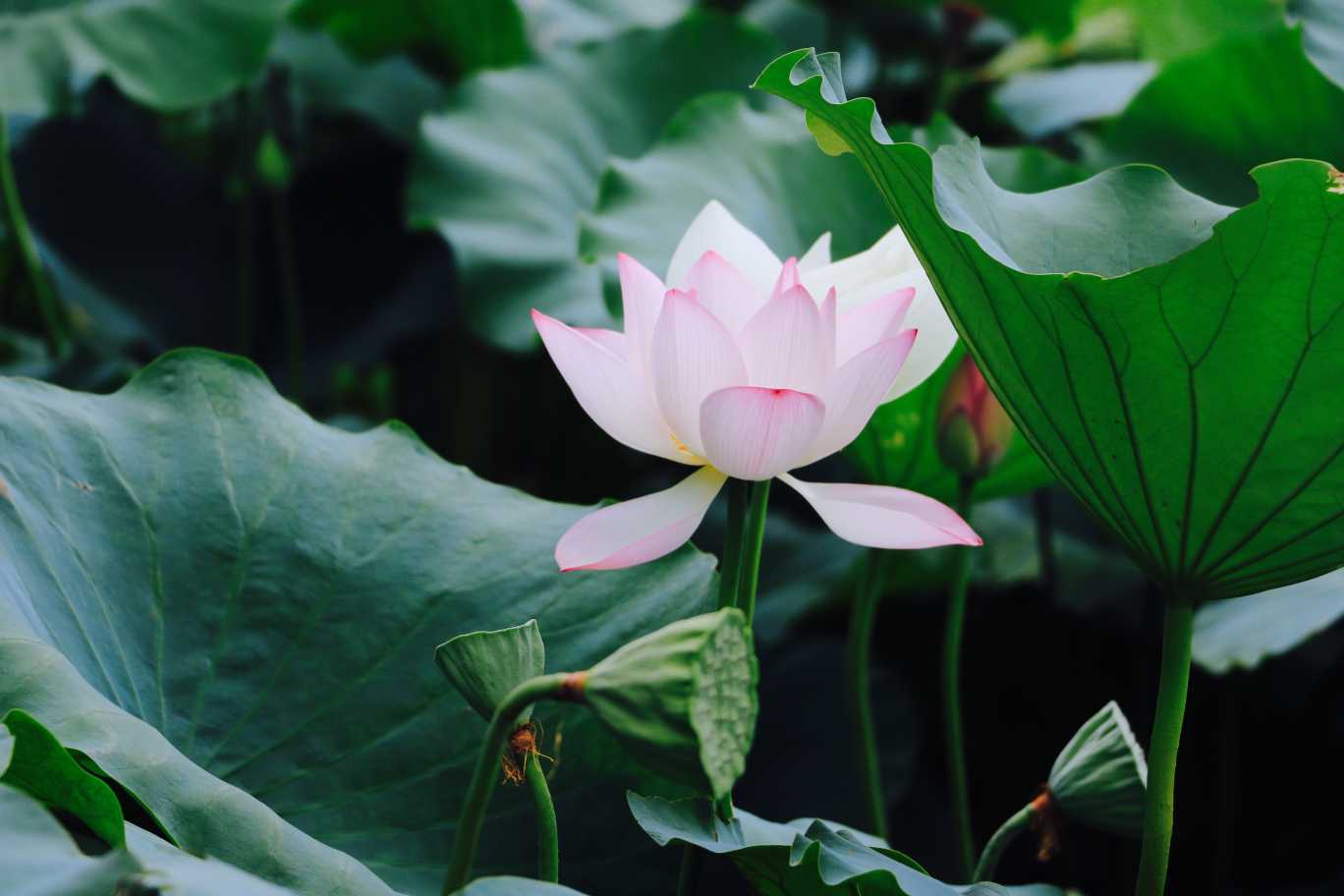 2019年3月7號出生的豬寶寶命好不好，是什麼性格