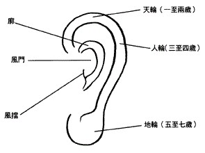 耳朵面相算命圖解大全-從耳朵看一生運勢吉凶