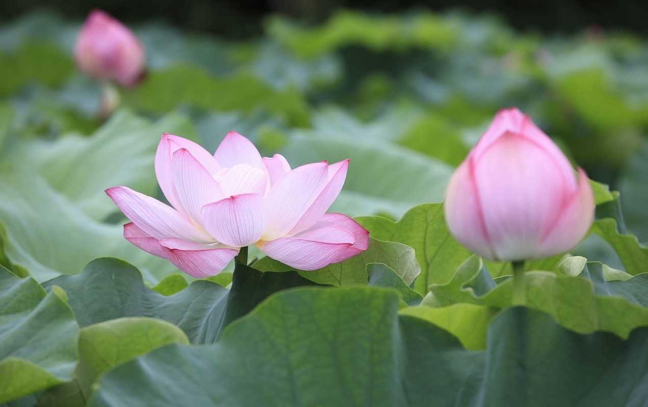 2019年3月14號出生的豬寶寶命好不好，是什麼性格