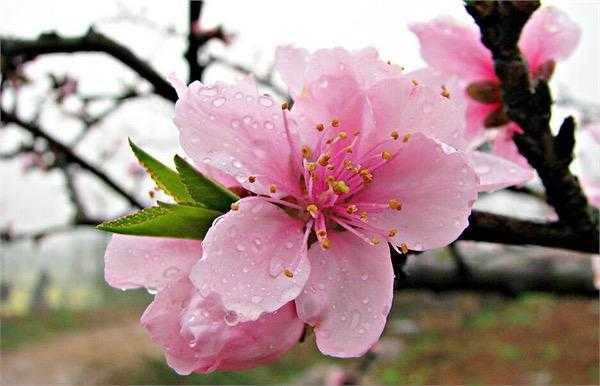 2019年3月28號出生的豬寶寶命好不好，是什麼性格