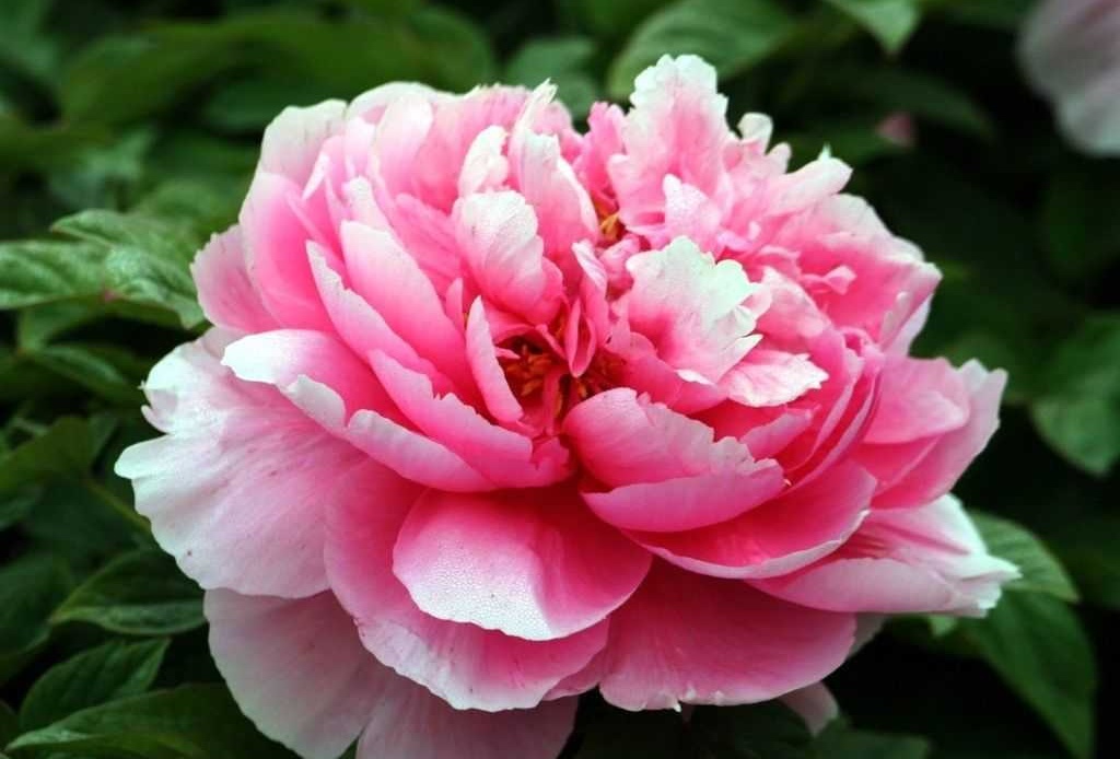 2019年3月24號出生的豬寶寶命好不好，是什麼性格
