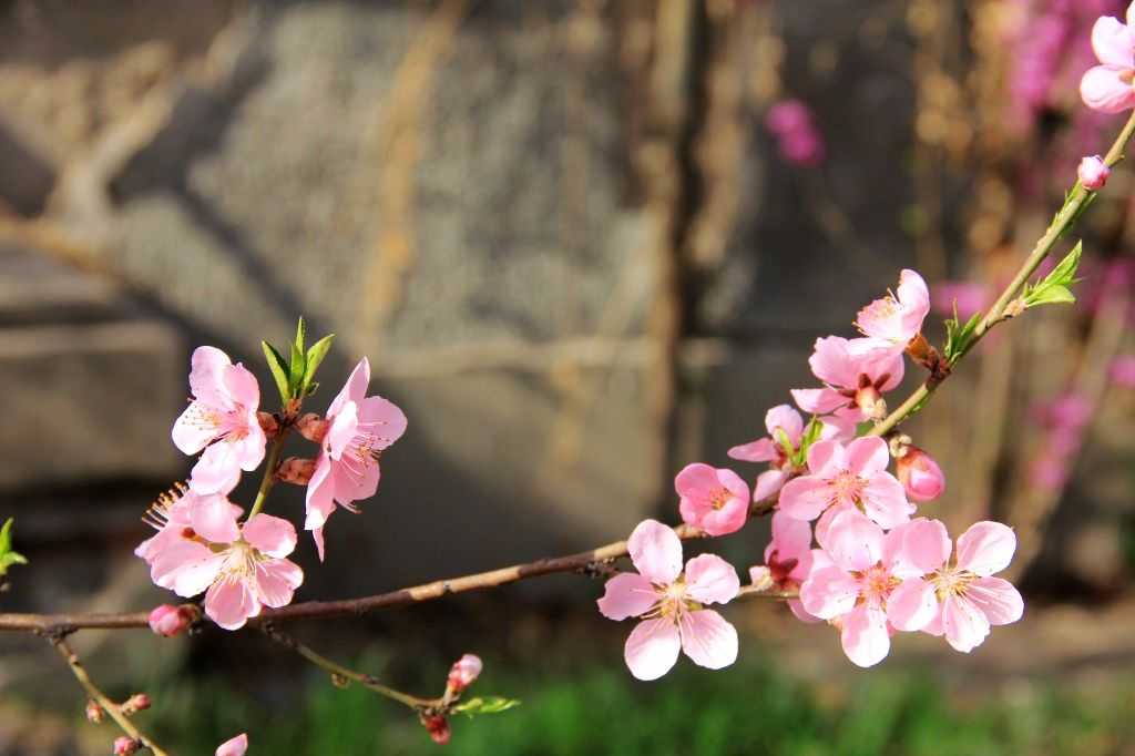 2019年3月31號出生的豬寶寶命好不好，是什麼性格