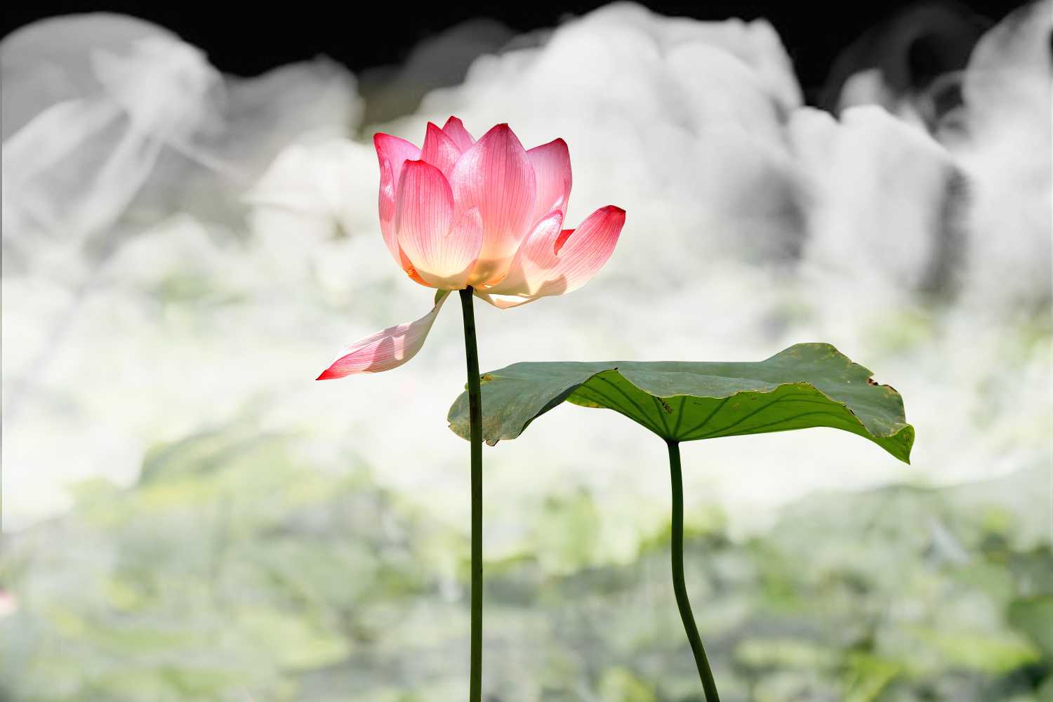 2019年3月8號出生的豬寶寶命好不好，是什麼性格