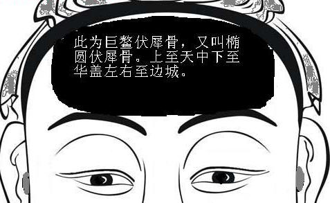 骨相圖解：伏犀骨