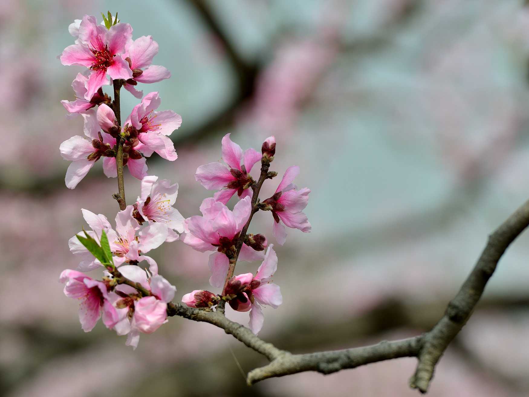 2019年3月28號出生的豬寶寶命好不好，是什麼性格