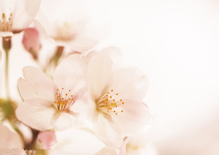 紫微斗數——生年化祿在十二宮的基本解義