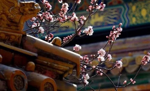 增加桃花運的卧室風水 粉色裝飾提高桃花運