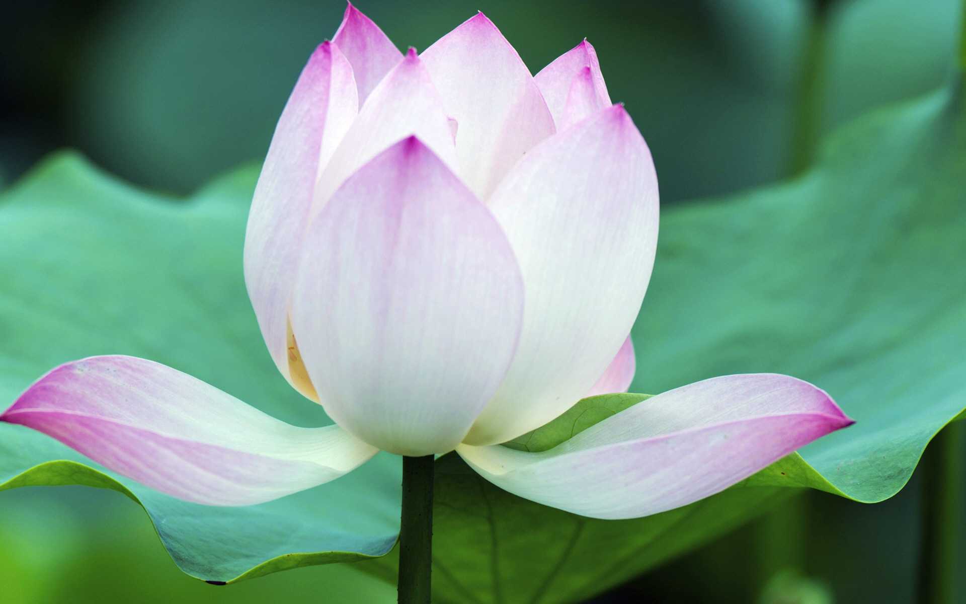 2019年3月11號出生的豬寶寶命好不好，是什麼性格