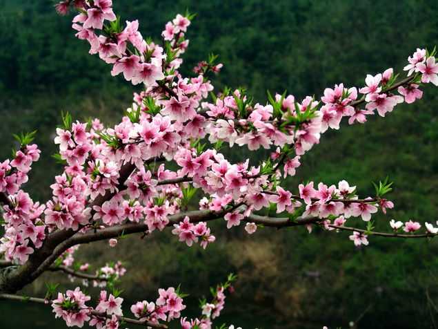 2019年3月29號出生的豬寶寶命好不好，是什麼性格