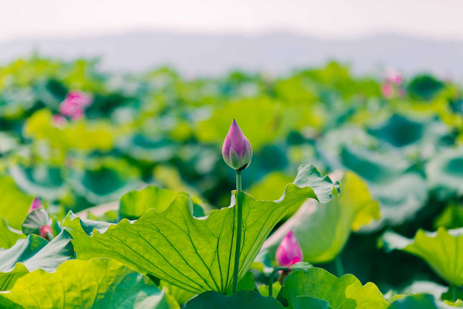 2019年3月9號出生的豬寶寶命好不好，是什麼性格