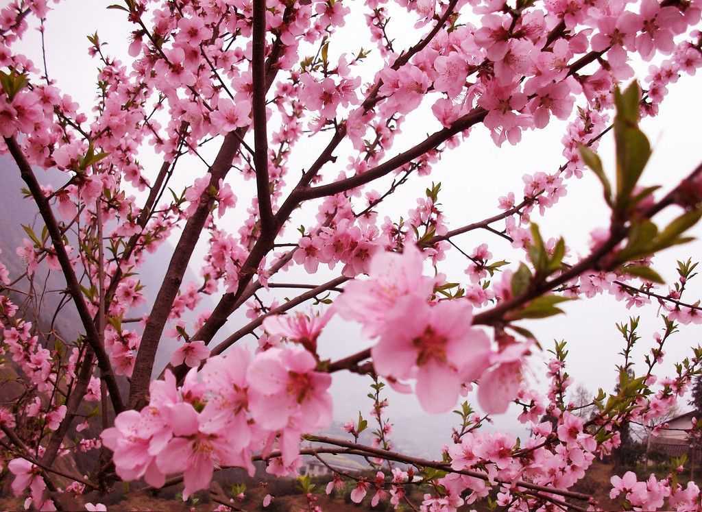 2019年3月27號出生的豬寶寶命好不好，是什麼性格