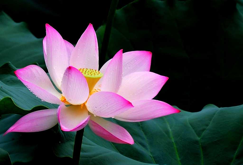 2019年3月11號出生的豬寶寶命好不好，是什麼性格
