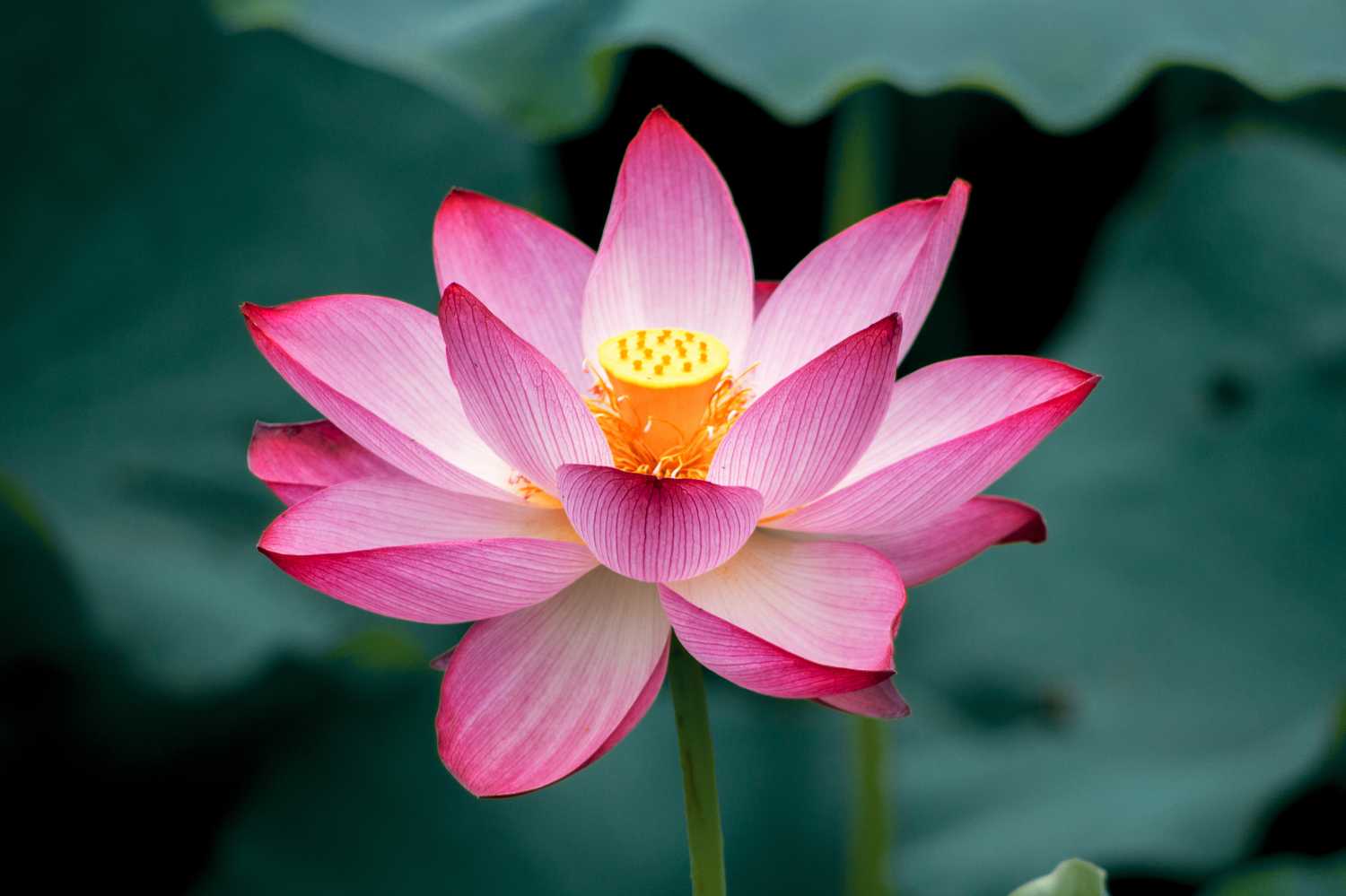 2019年3月8號出生的豬寶寶命好不好，是什麼性格