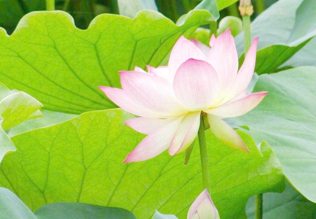 2019年3月12號出生的豬寶寶命好不好，是什麼性格