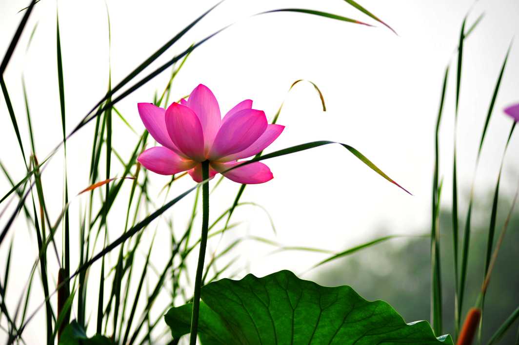 2019年3月10號出生的豬寶寶命好不好，是什麼性格