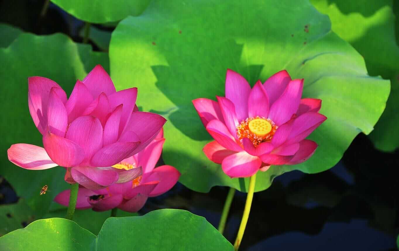 2019年3月13號出生的豬寶寶命好不好，是什麼性格