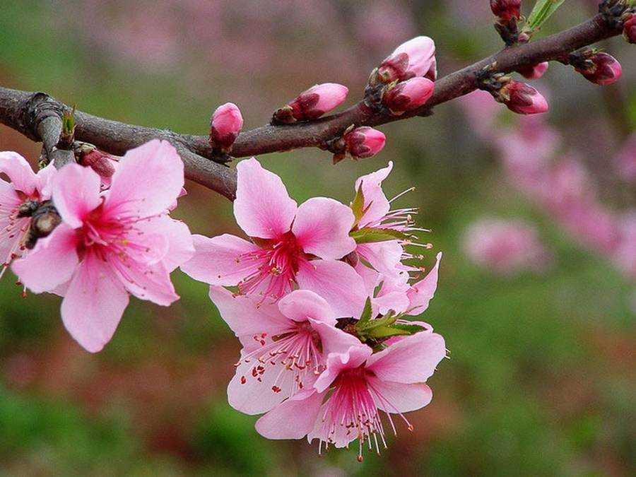2019年3月29號出生的豬寶寶命好不好，是什麼性格