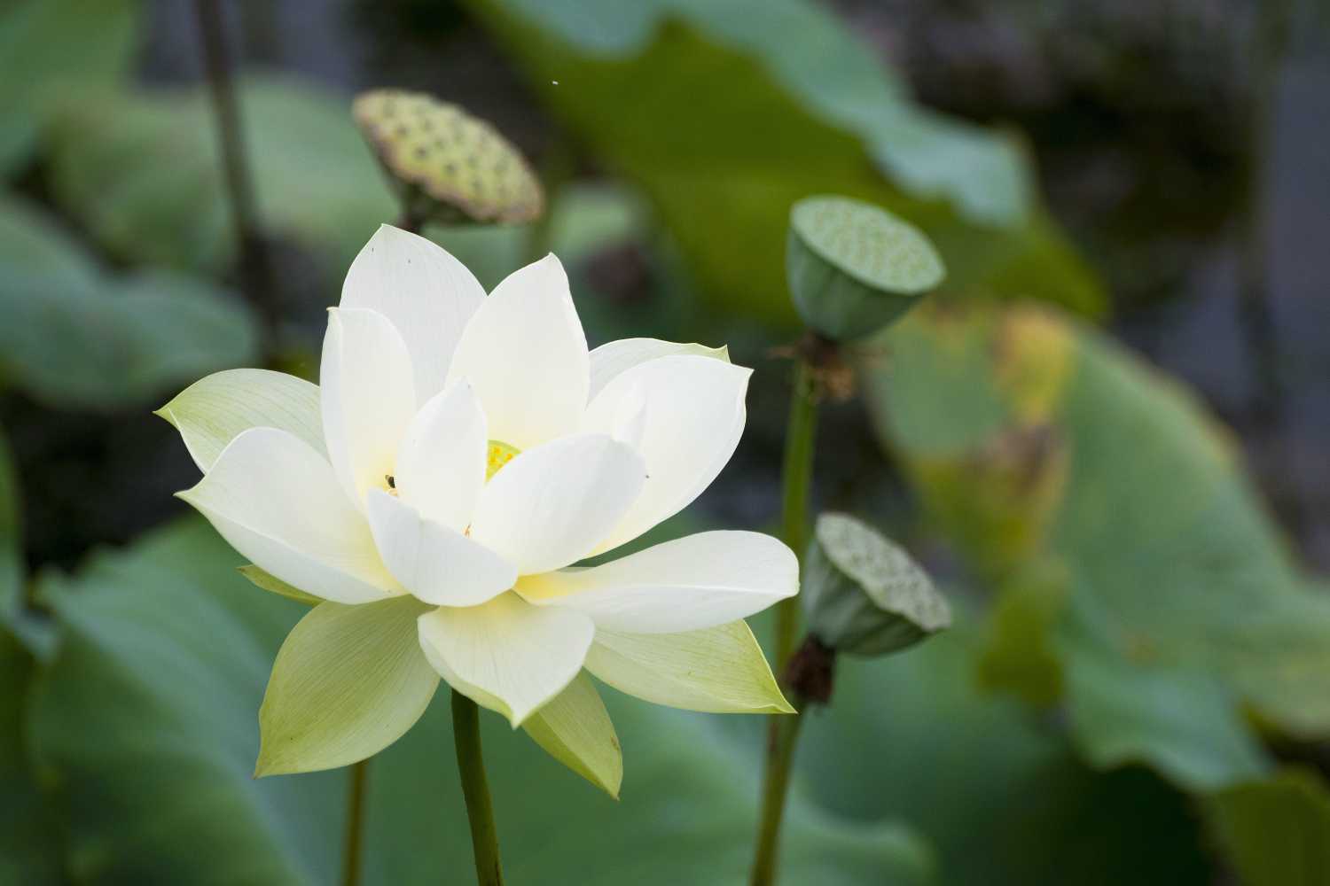 2019年3月11號出生的豬寶寶命好不好，是什麼性格